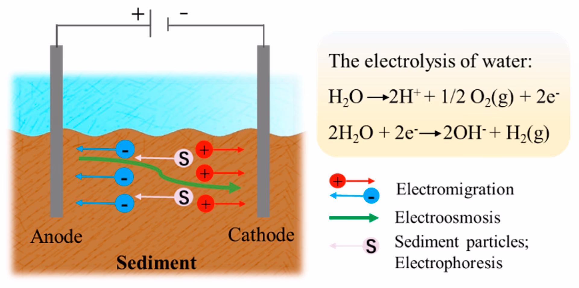 How do sediments interact with water bodies?