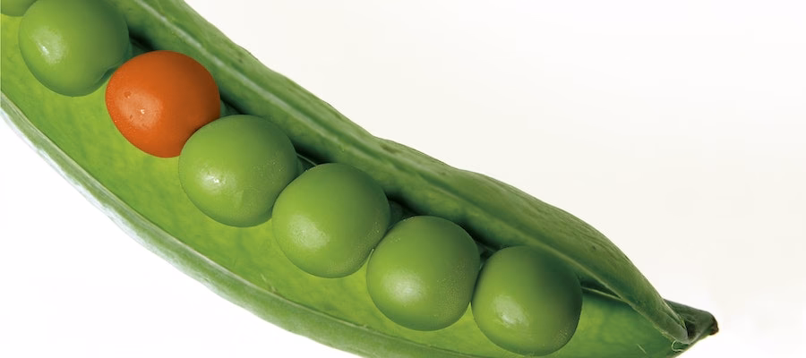 ¿Por qué las abejas son indicadores de la contaminación del aire?