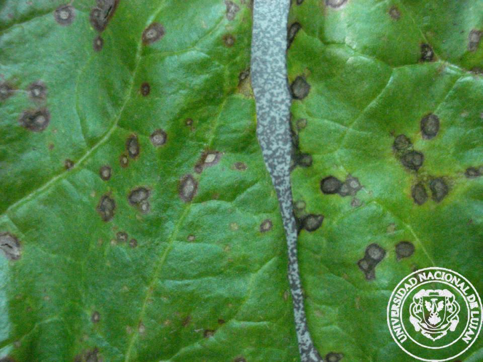 ¿Cómo abonar el cultivo de acelgas?