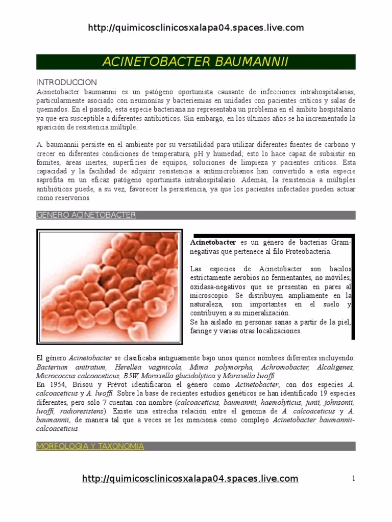 ¿Cuáles son las variantes ecológicas de Acinetobacter?