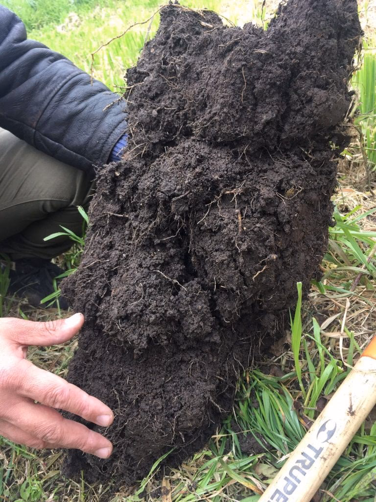 ¿Cómo saber si hay un servicio local de compostaje en la acera?