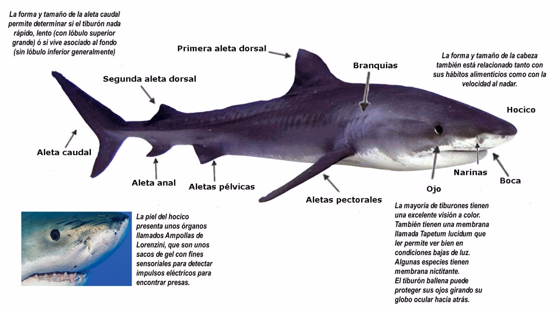 ¿Cómo afectan los tiburones a los sitios de agrupación para actividades turísticas?