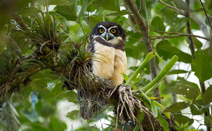 ¿Cómo se adaptan los Búhos a su entorno?