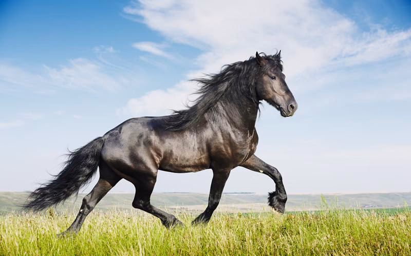 ¿Cómo se adaptan los caballos al clima hostil?