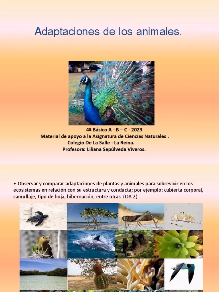¿Cómo se alimenta el pavo real?