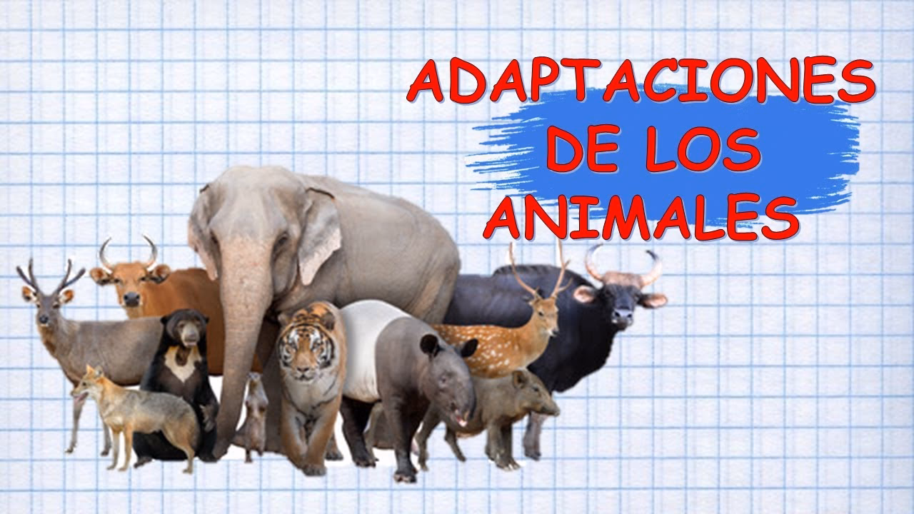 ¿Cuánto tiempo lleva la adaptación de un animal?