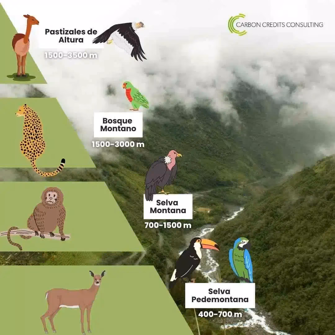 ¿Dónde se encuentra la nuboselva?