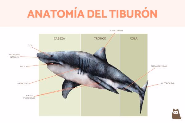 ¿Qué es cuidado con el tiburón?