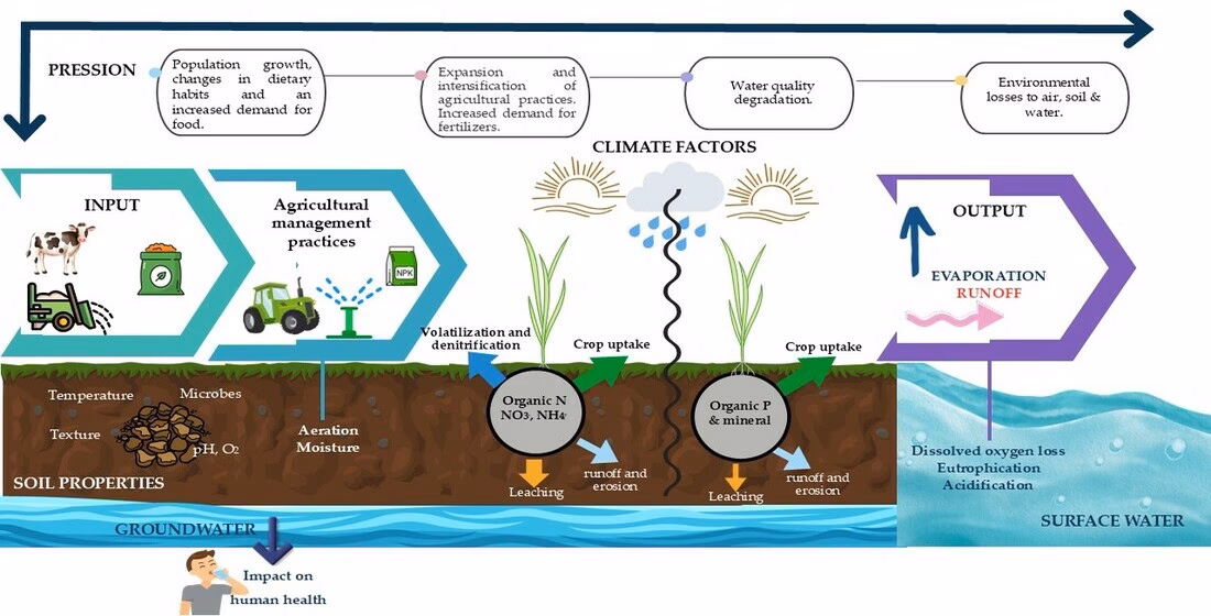 How does afforestation affect soil nutrient availability?