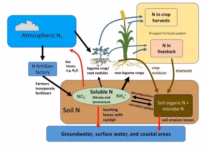 How does afforestation affect SOC stock?