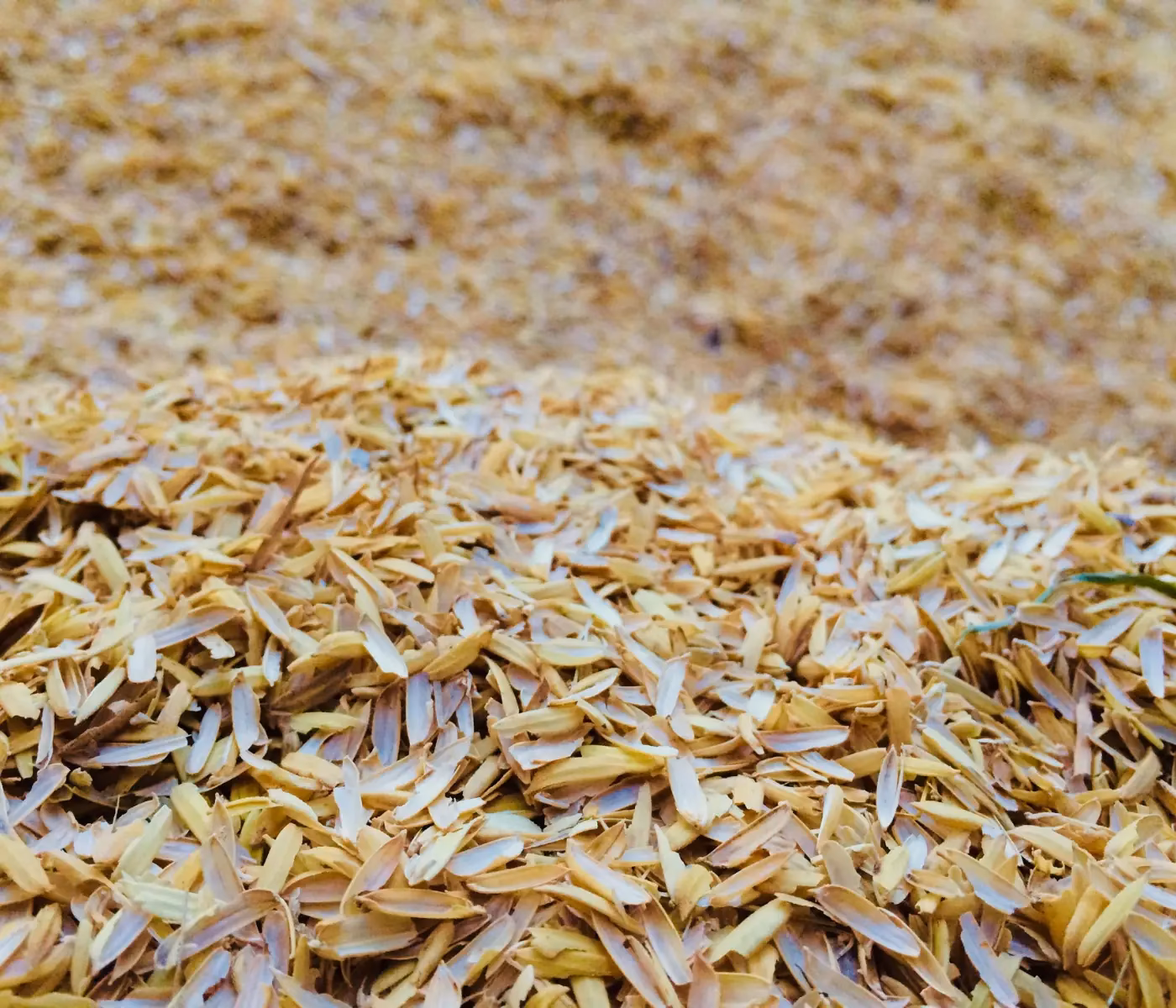 ¿Dónde se encuentra el afrechllo de trigo en Chile?