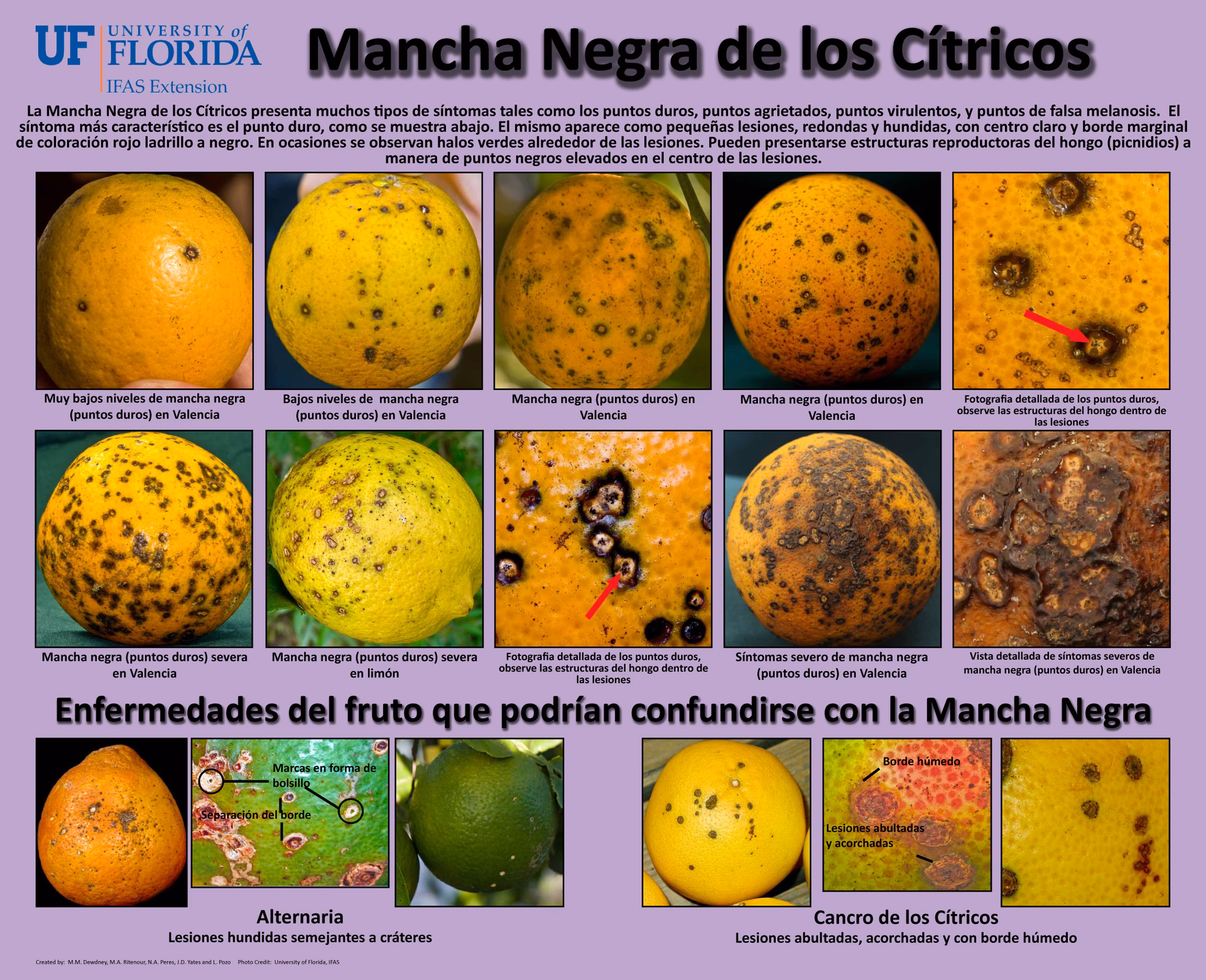 ¿Por qué los limones son seguros para el consumo humano?