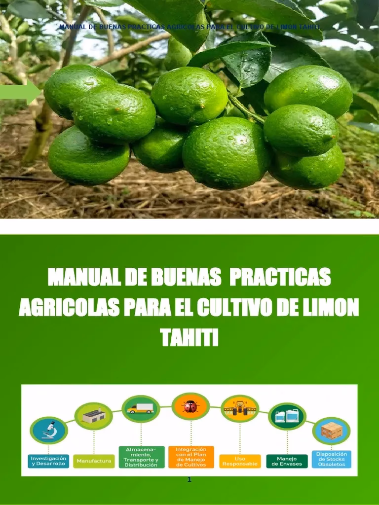 ¿Cuáles son las causas de la enfermedad de los limones?
