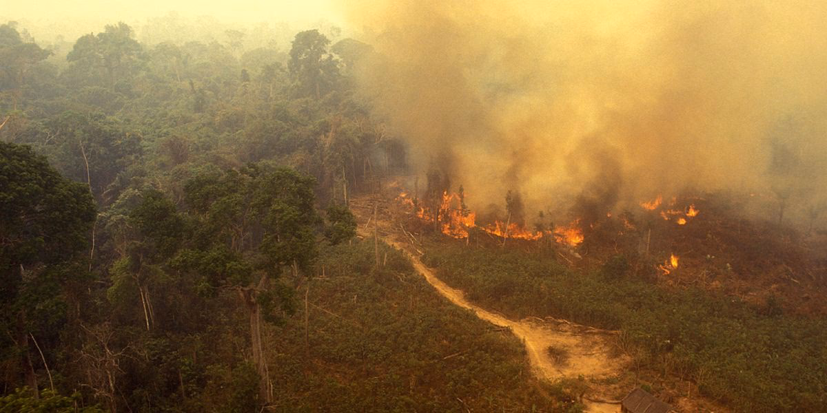 How does farming affect the Amazon forest?