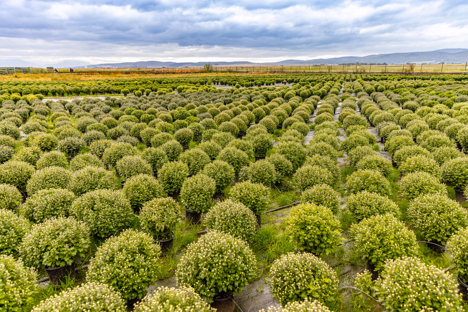 ¿Qué es la agricultura intensiva?