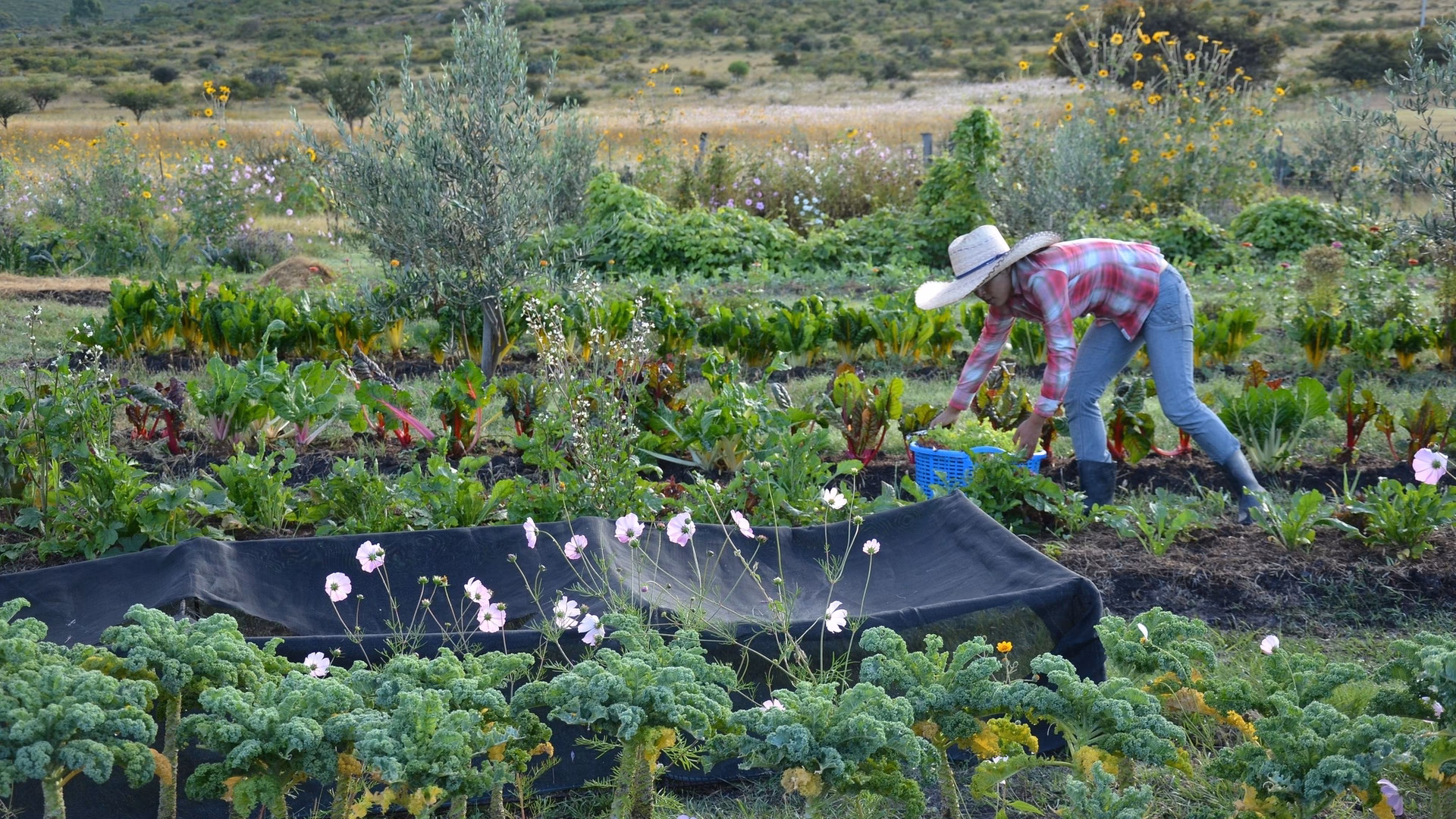 ¿Cuál es el objetivo de la agricultura industrial?