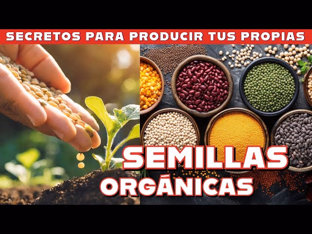 ¿Cuál es la producción de la semilla en Argentina?