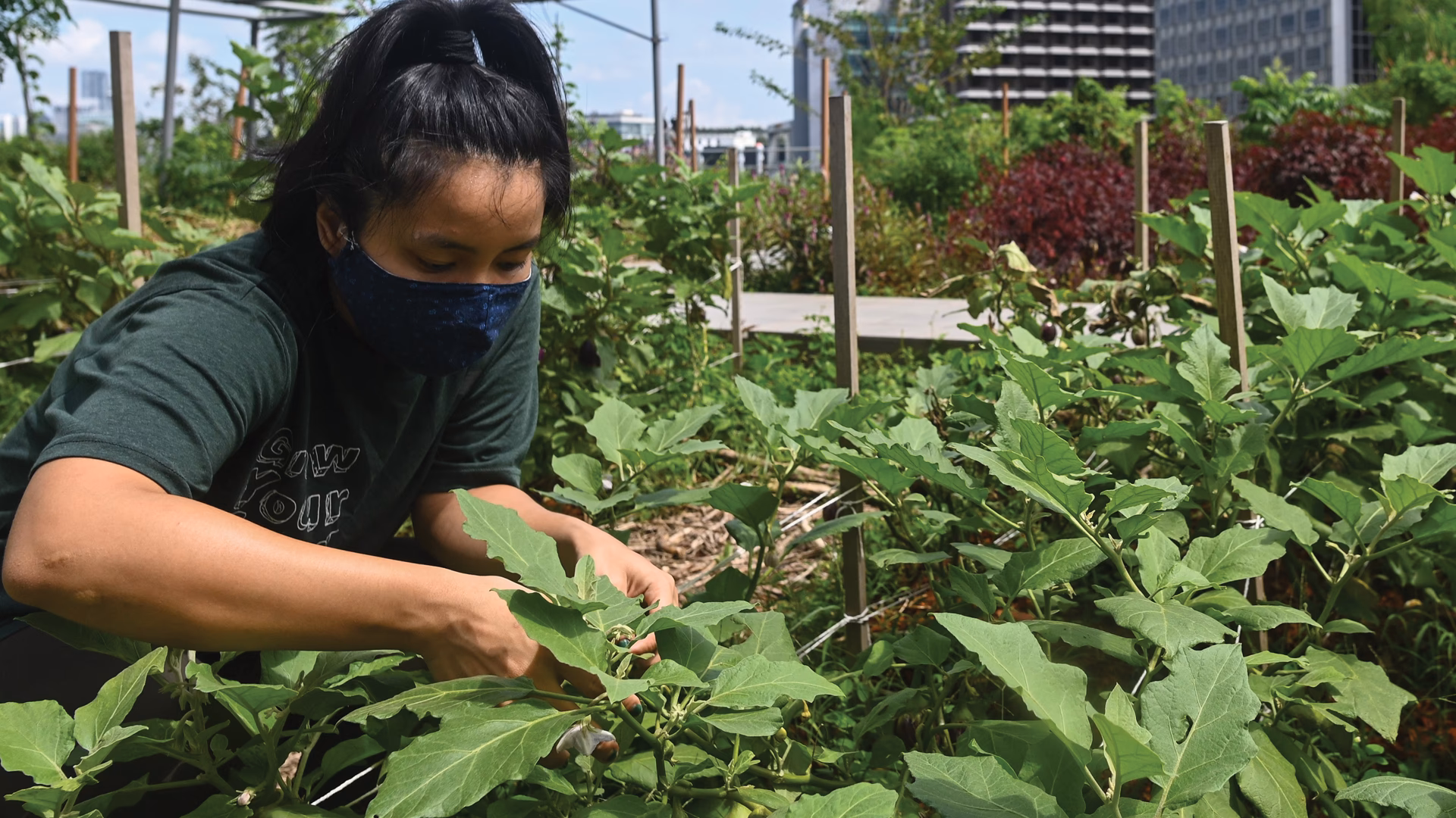 ¿Qué es un proyecto de agricultura orgánica?