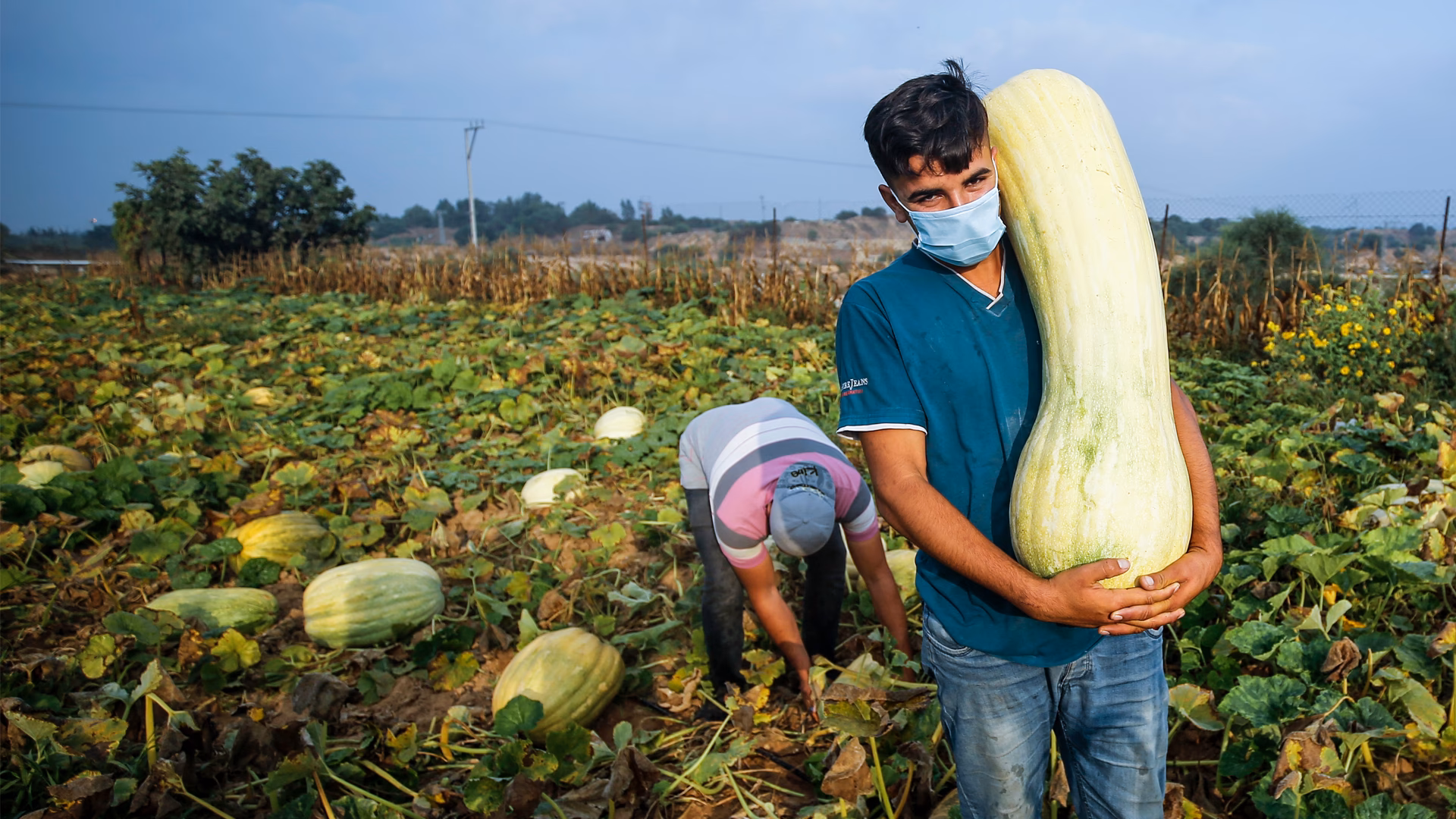 ¿Cuáles son los programas de agricultura orgánica?