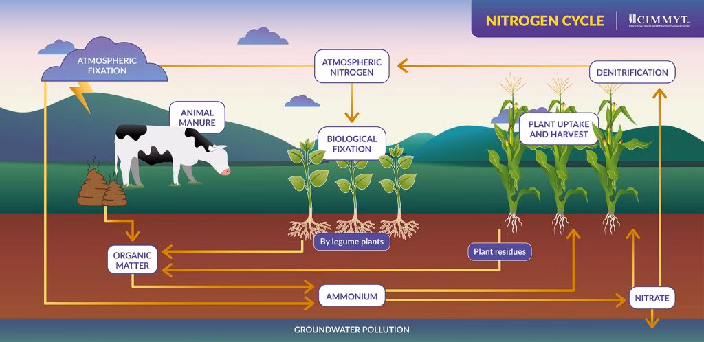 ¿Cuánto tiempo tarda en mineralizar el nitrógeno orgánico?