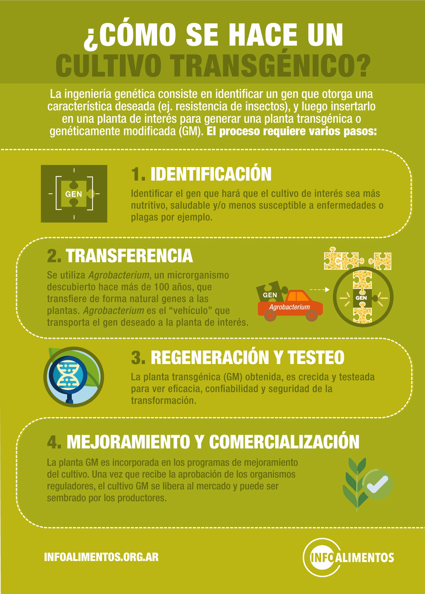 ¿Cuál es la diferencia entre alimentos transgénicos y orgánicos?