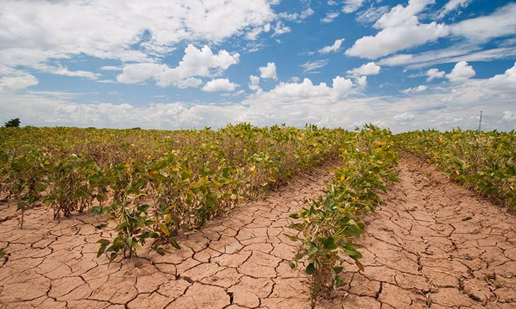 ¿Cuál es el porcentaje de literatura relacionada con agricultura y Cambio Climático en México?