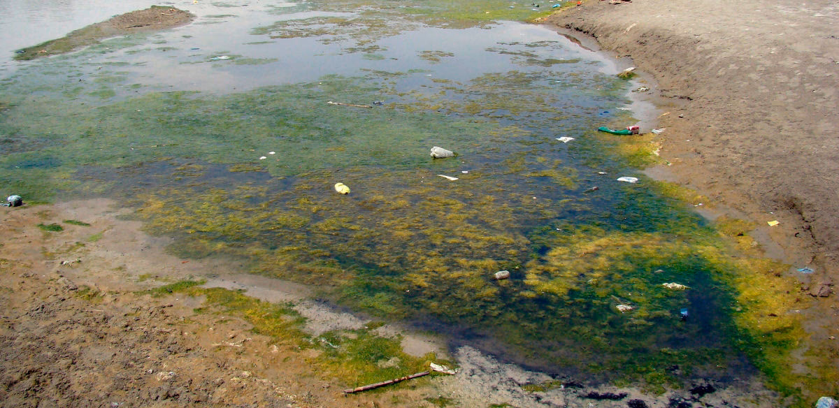 ¿Cómo contaminan los pesticidas y herbicidas el agua?