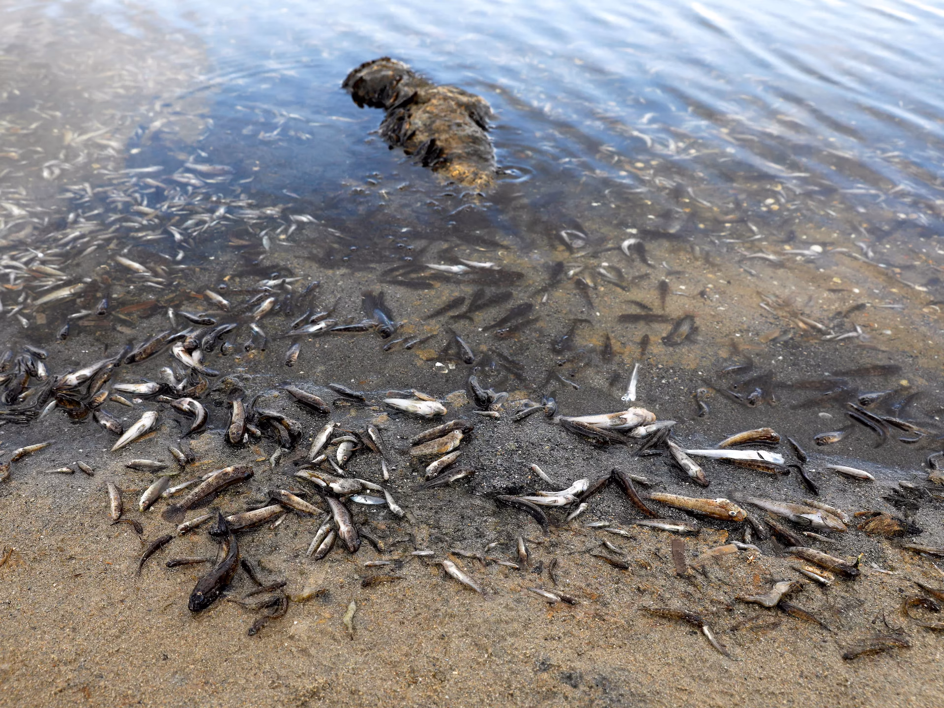 ¿Cuáles son las consecuencias de los peces bioacumulados?