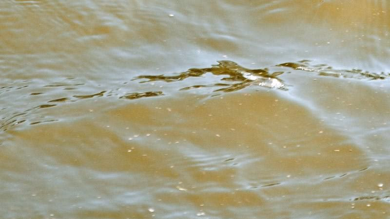 ¿Por qué el agua turbia puede ser un problema?