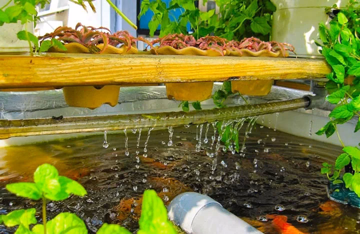 ¿Cómo se absorbe el amoníaco en el agua del acuario?