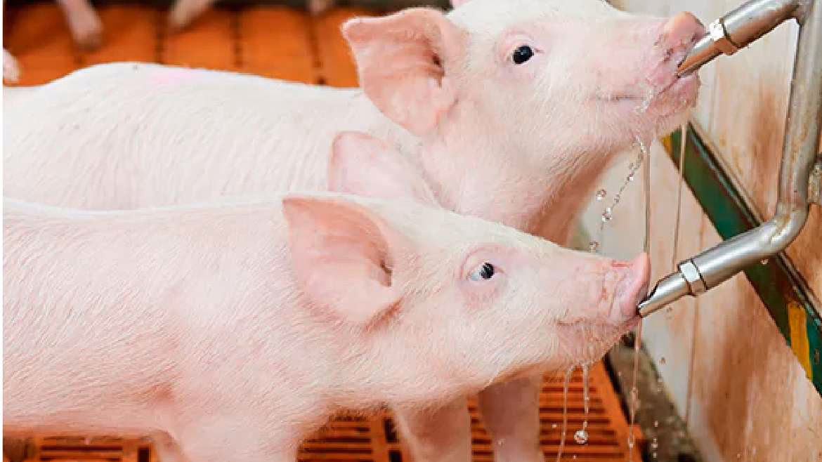 ¿Cuáles son los beneficios del agua para los cerdos?