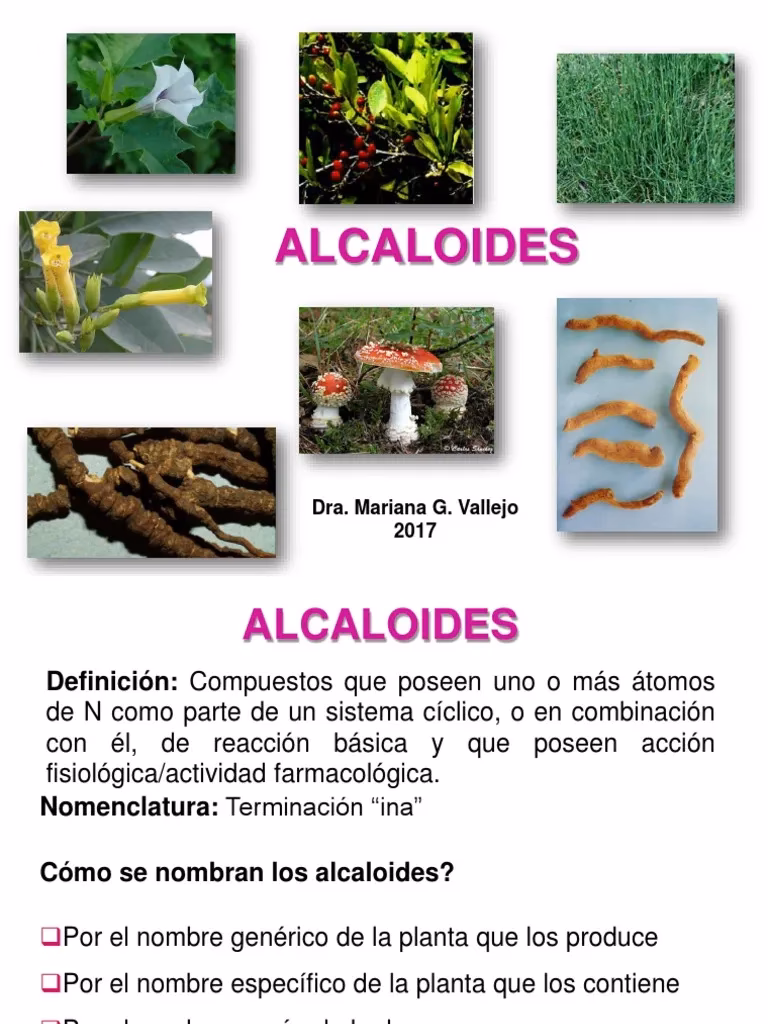 ¿Cómo se absorben los alcaloides de la hoja de Coca?