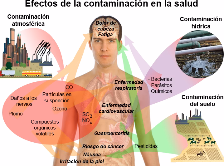 ¿Cuáles son los factores desencadenantes de las alergias ambientales?