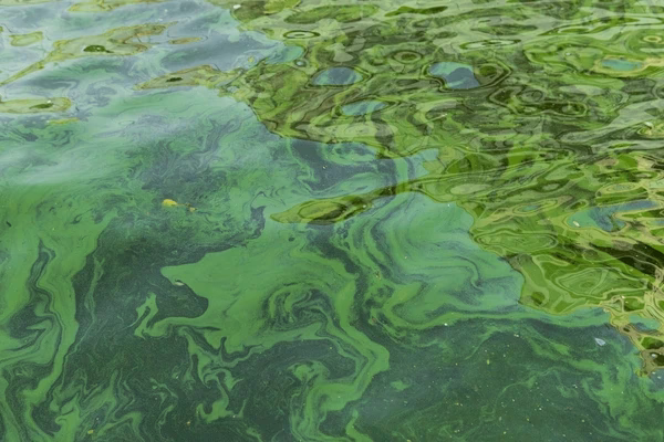 Are harmful algal blooms a threat to water security?