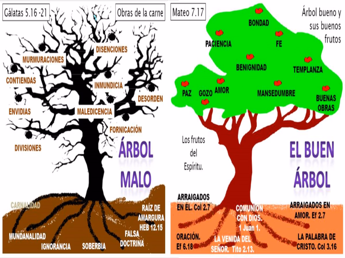 ¿Por qué es importante para los creyentes en Cristo no dejar que la raíz de amargura crezca?