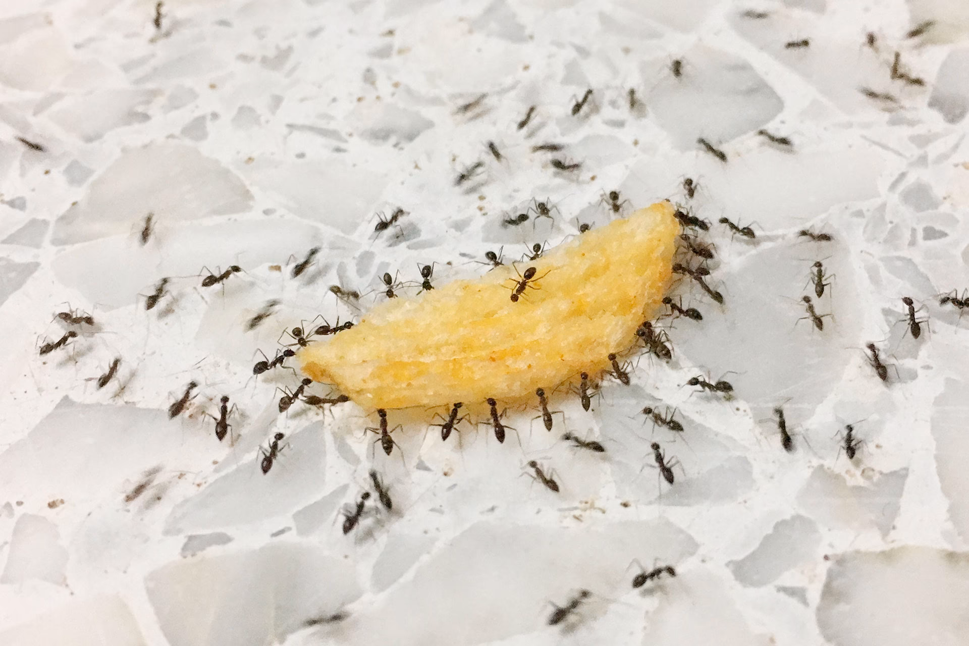 ¿Cómo eliminar las hormigas de las plantas frutales?