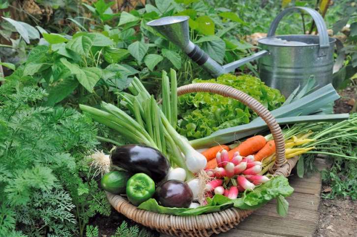 ¿Cómo afecta la industria de alimentos al medio ambiente?