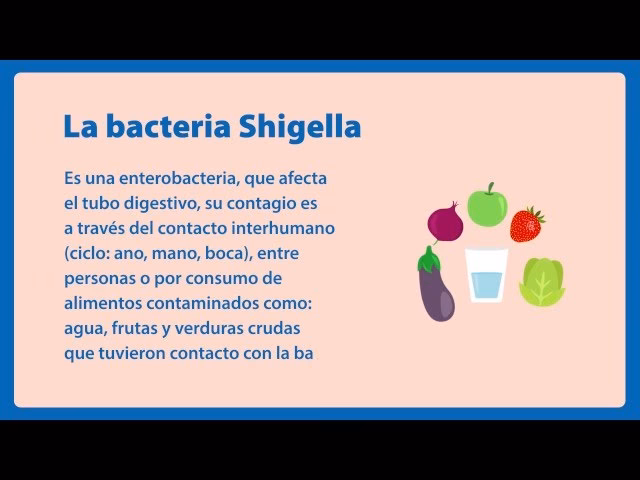 ¿Qué alimentos pueden contaminar la Shigella?