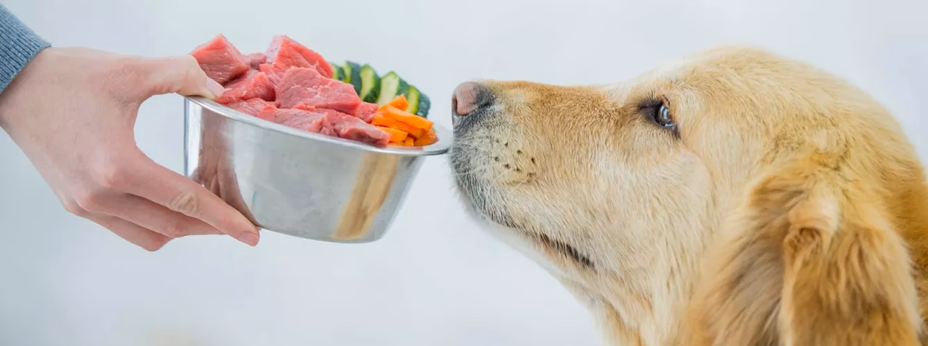 ¿Cómo afecta la contaminación de los alimentos a las mascotas?