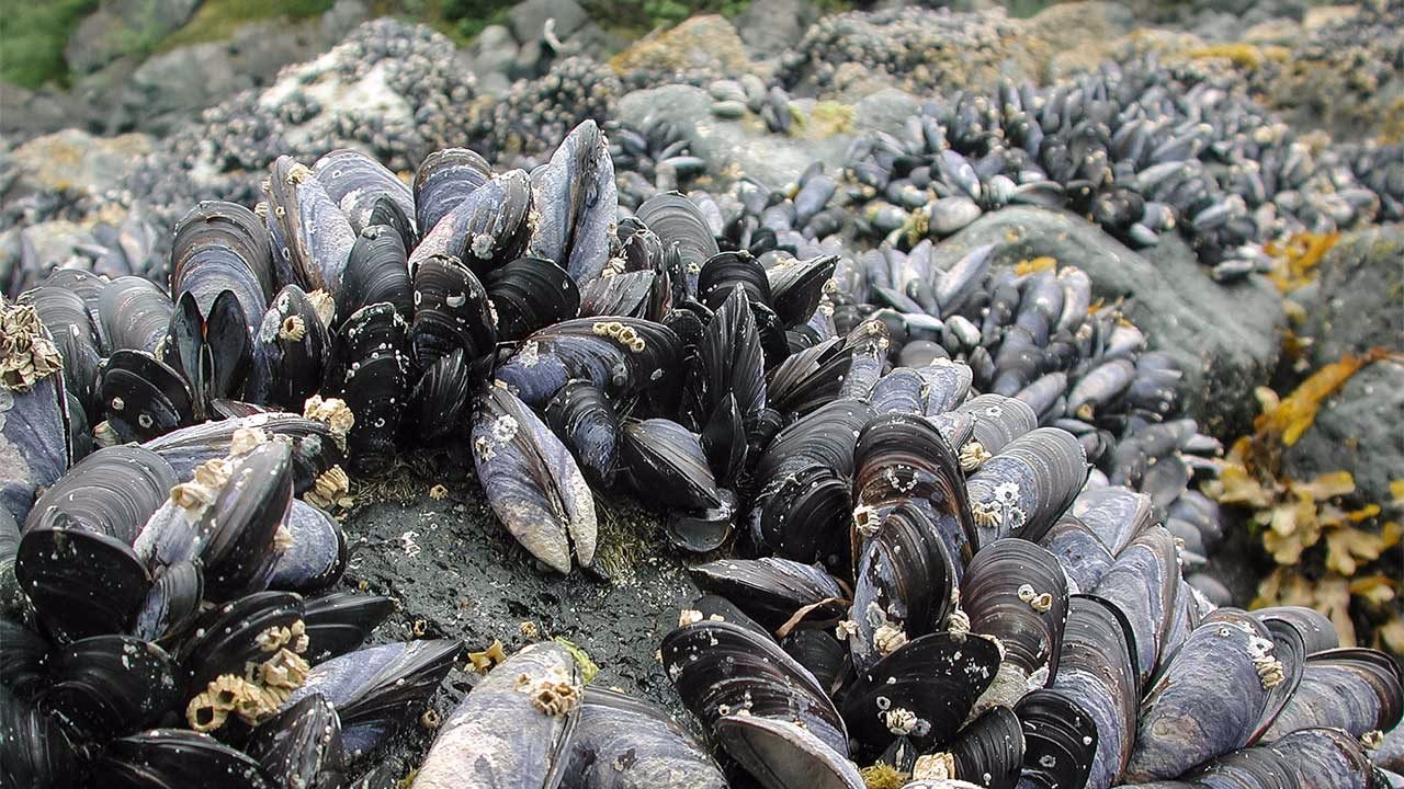 ¿Cómo hacer que las almejas y los mejillones no están abiertos?