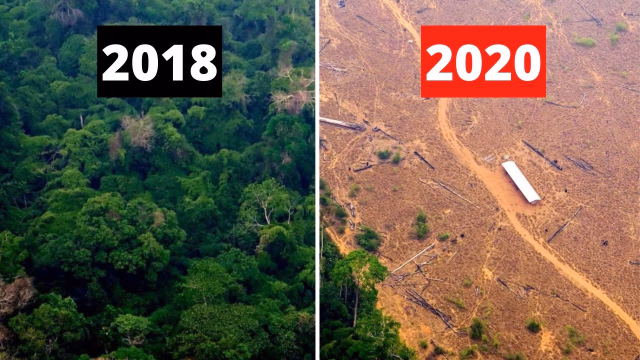 What is the Amazon rainforest?