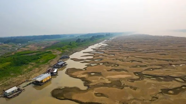 ¿Qué especies de aves están cambiando físicamente en el Amazonas?