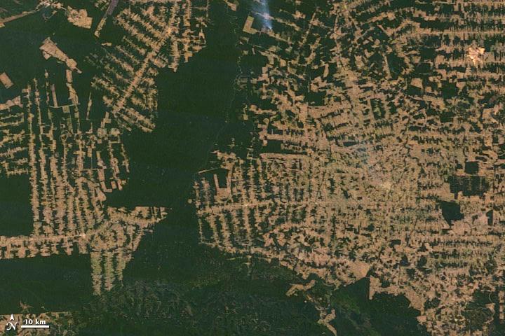 How does deforestation follow a pattern?