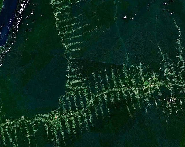 What is the fishbone pattern of deforestation?