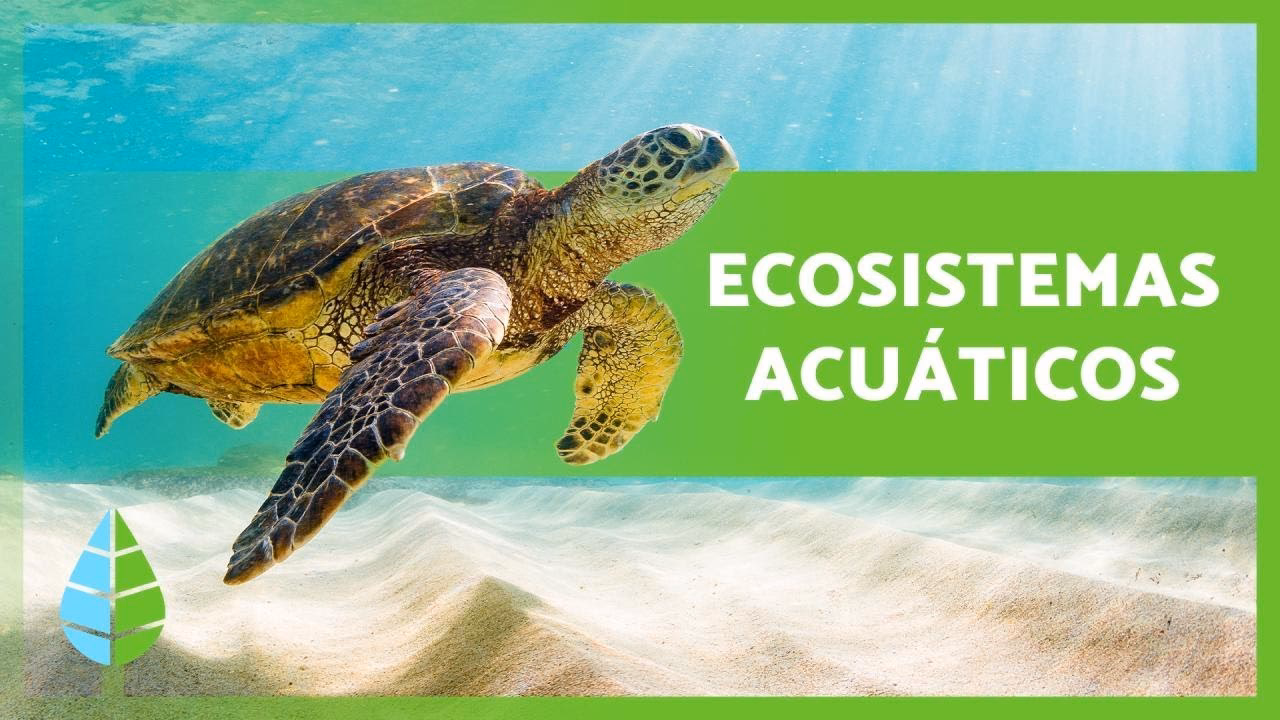 ¿Cuáles son los objetivos de la educación acuática?