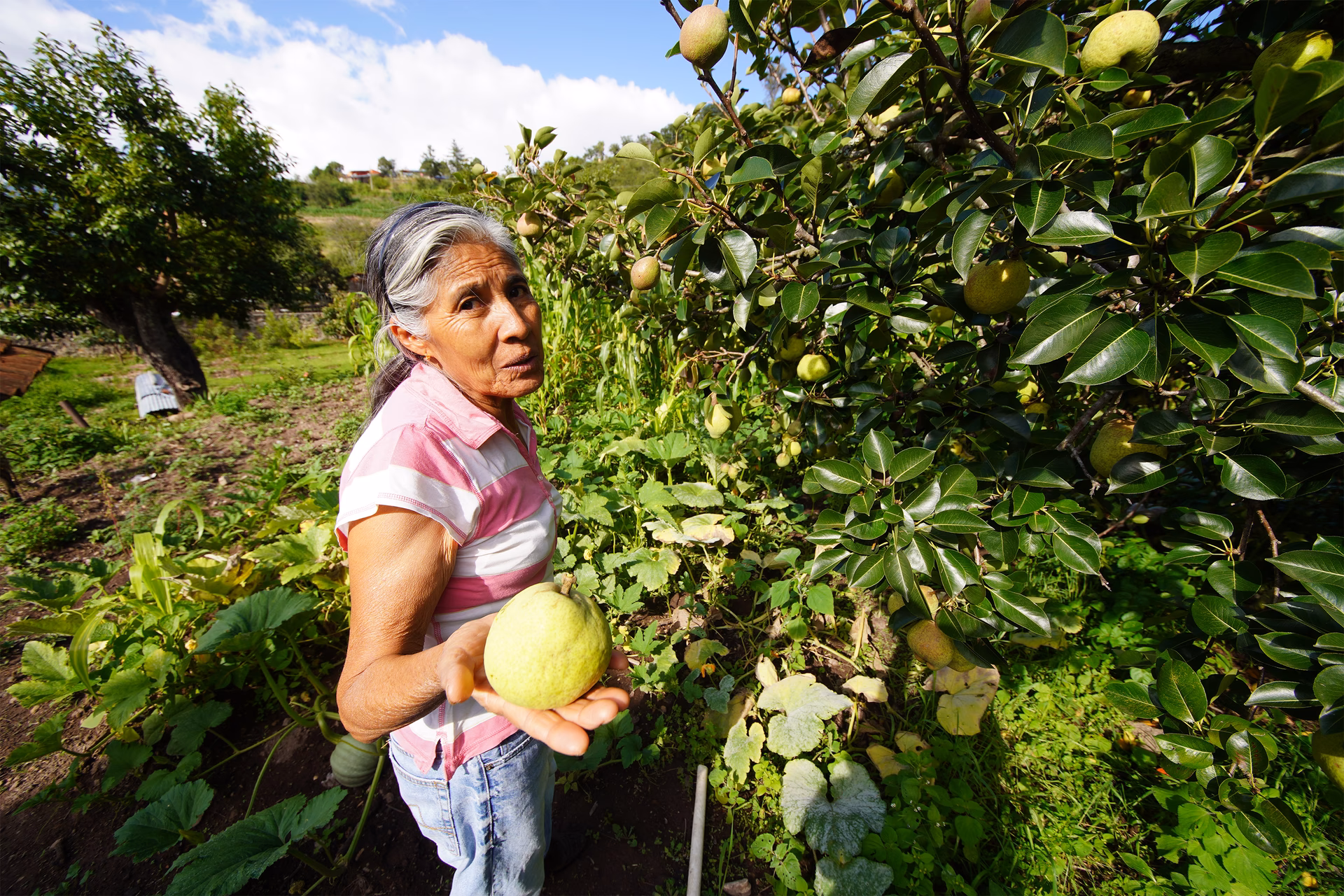 ¿Qué es el Plan Nacional Ambiental para un desarrollo sostenible?
