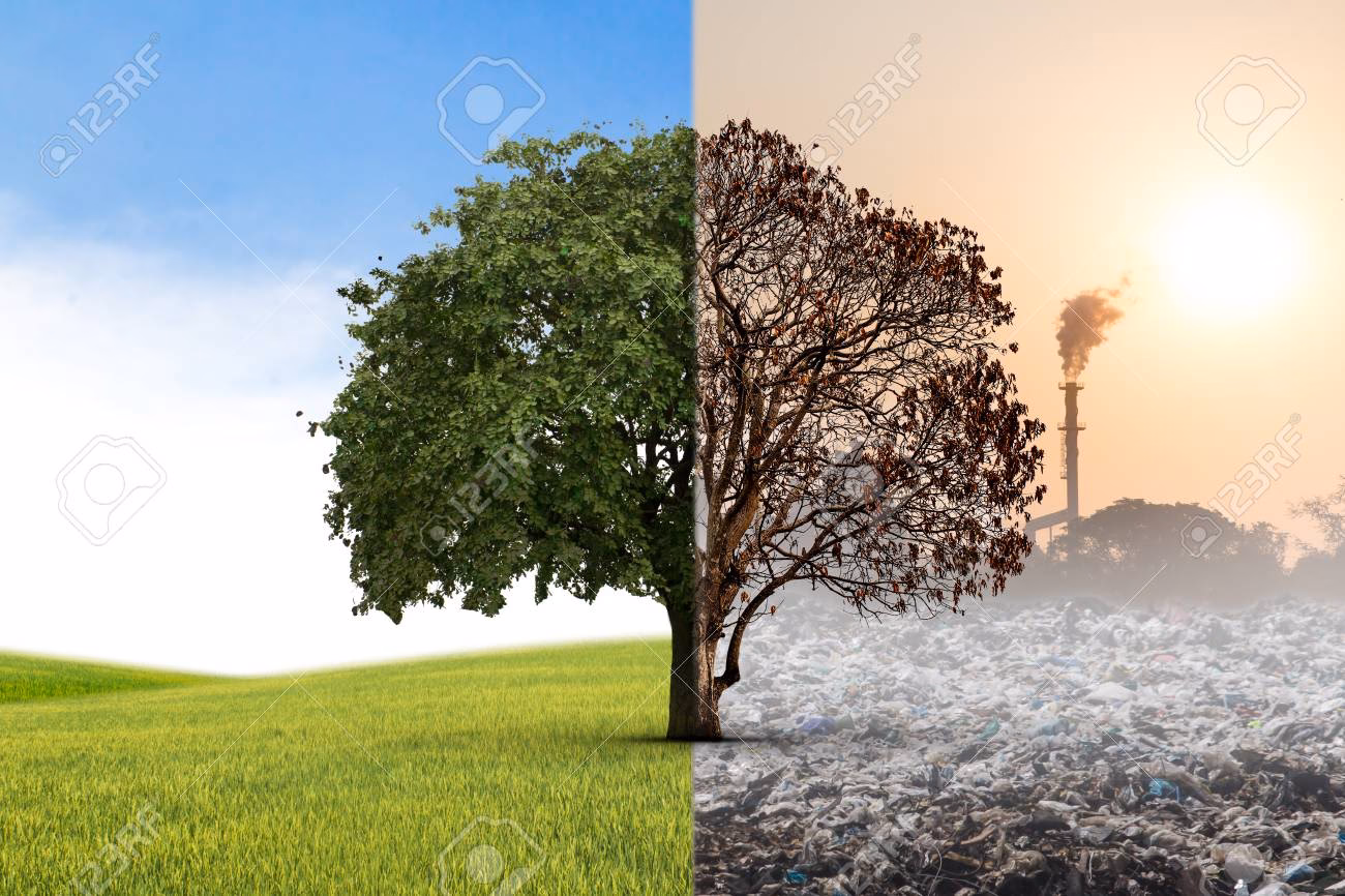 ¿Cómo sobrevivir en el medio ambiente a un ser vivo?