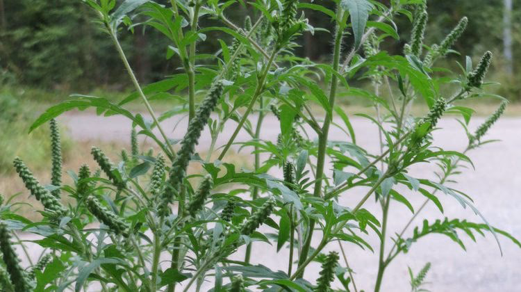 ¿Qué es la exposición oral directa al polen de la Ambrosia spp?