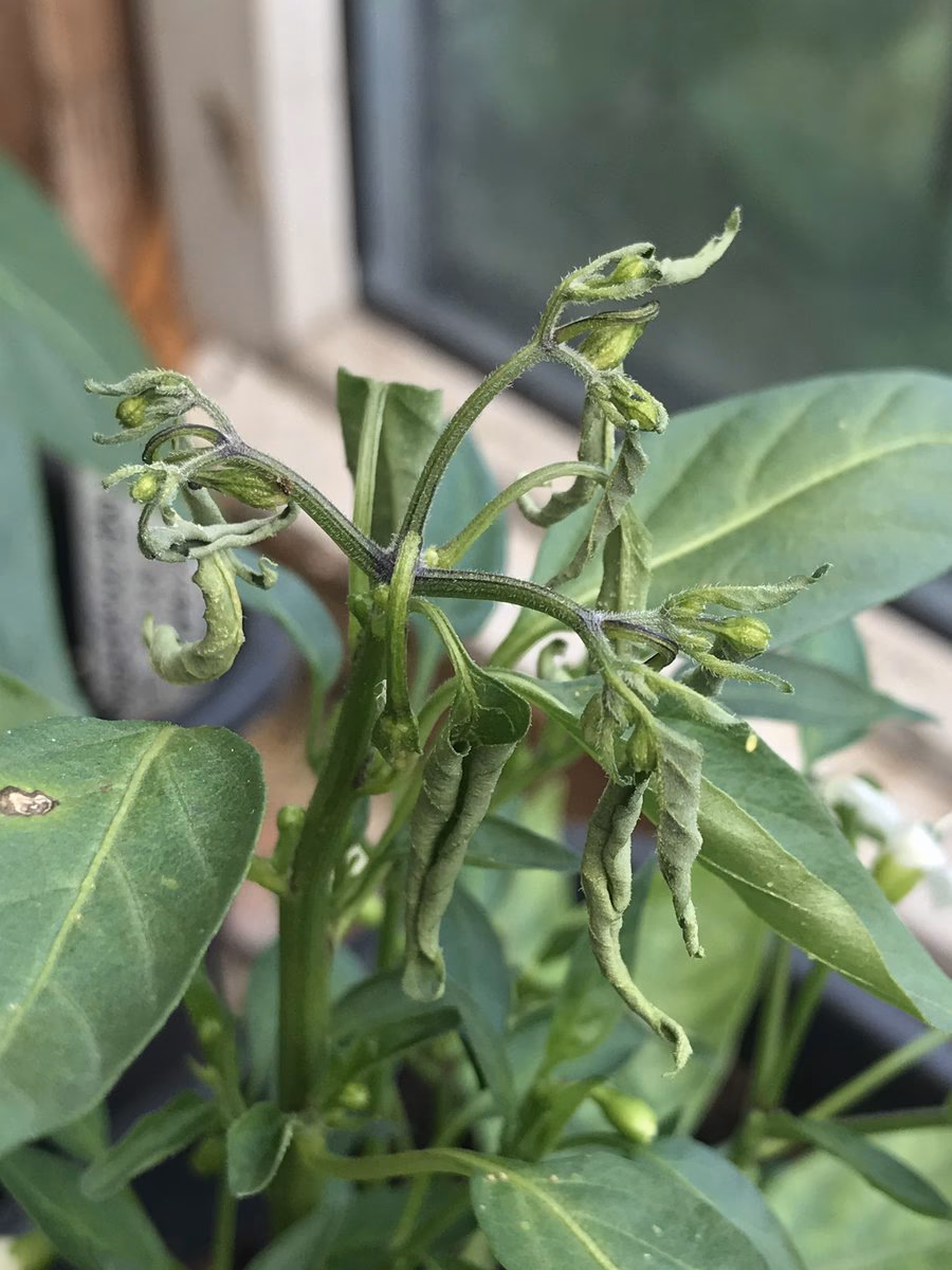 Does aminopyralid break down?