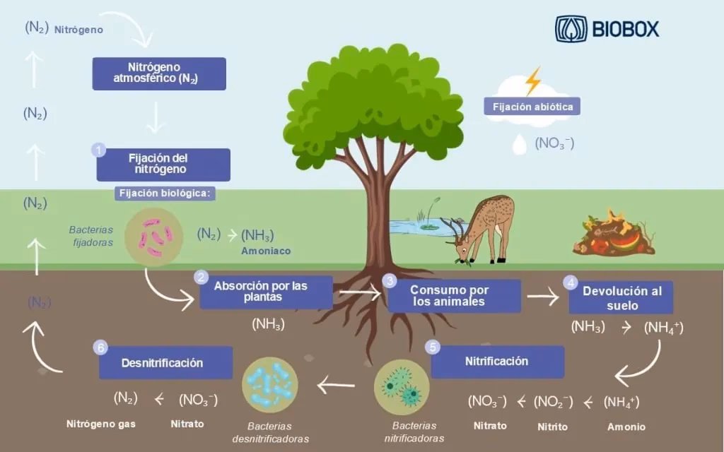 ¿Cómo afecta el amoníaco líquido a la garganta?